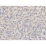 Anti-NR0B1 Antibody from Bioworld Technology (BS6516) - Antibodies.com