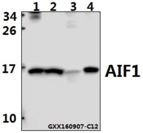 Anti-AIF1 Antibody from Bioworld Technology (BS6518) - Antibodies.com