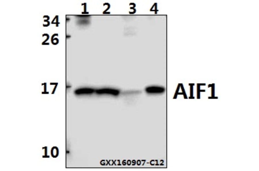 Anti-AIF1 Antibody from Bioworld Technology (BS6518) - Antibodies.com