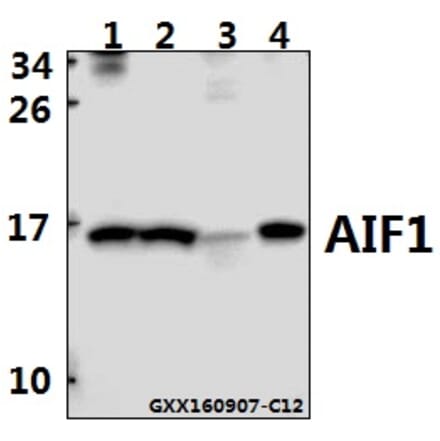 Anti-AIF1 Antibody from Bioworld Technology (BS6518) - Antibodies.com