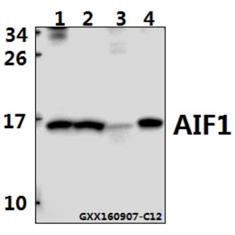 Anti-AIF1 Antibody from Bioworld Technology (BS6518) - Antibodies.com