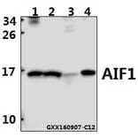 Anti-AIF1 Antibody from Bioworld Technology (BS6518) - Antibodies.com