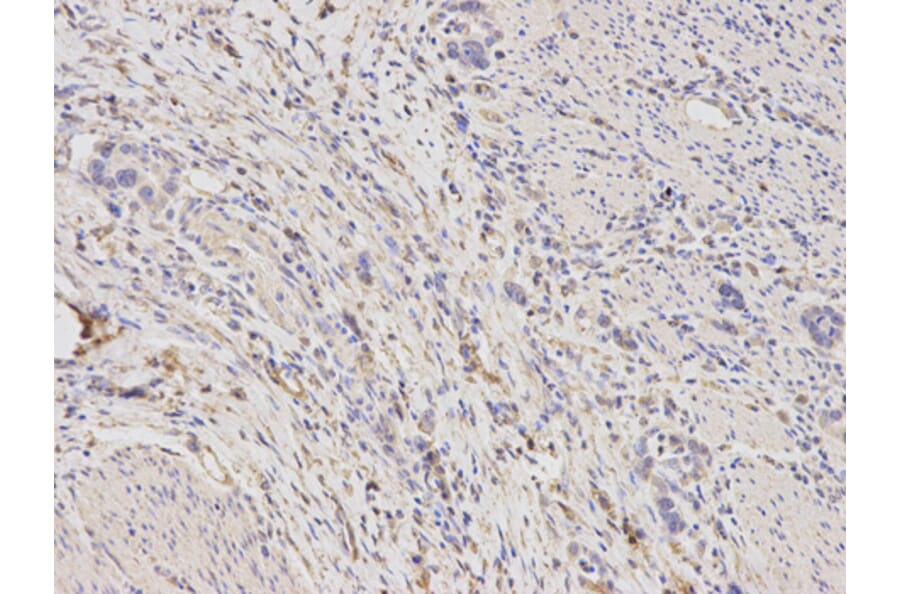 Anti-ALDH1A1 Antibody from Bioworld Technology (BS6521) - Antibodies.com