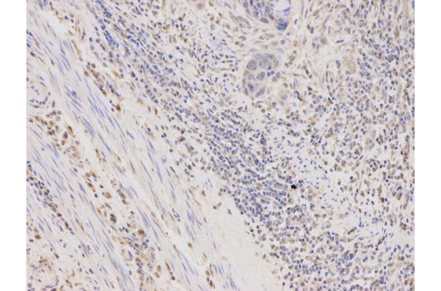 Anti-AKR1B1 Antibody from Bioworld Technology (BS6522) - Antibodies.com