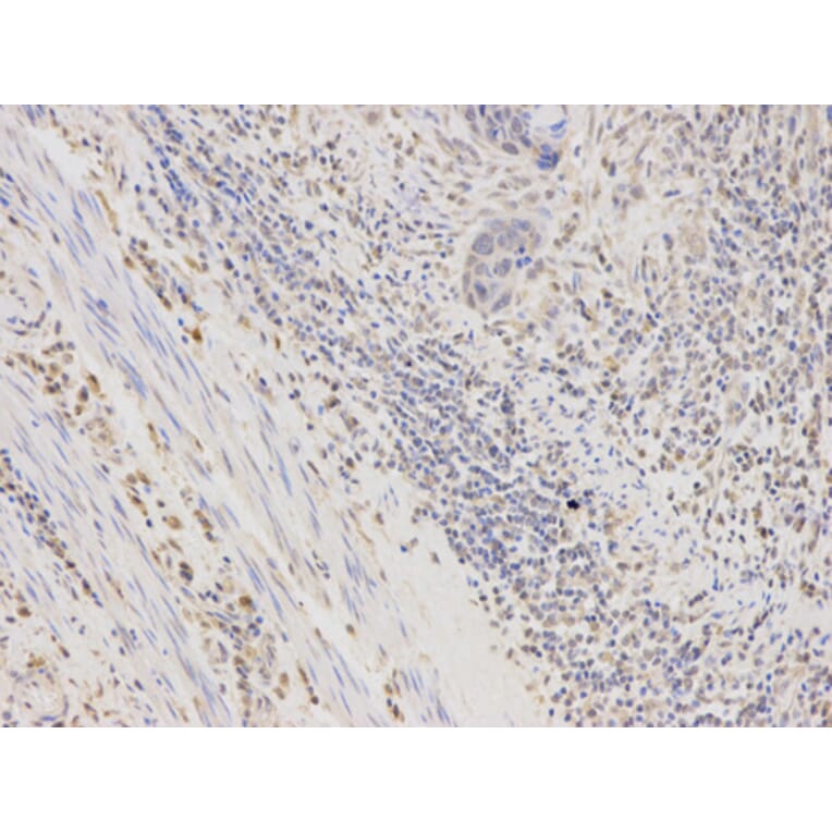 Anti-AKR1B1 Antibody from Bioworld Technology (BS6522) - Antibodies.com