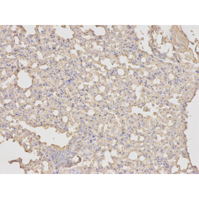 Anti-Annexin 5 Antibody from Bioworld Technology (BS6525) - Antibodies.com