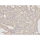 Anti-Annexin 5 Antibody from Bioworld Technology (BS6525) - Antibodies.com