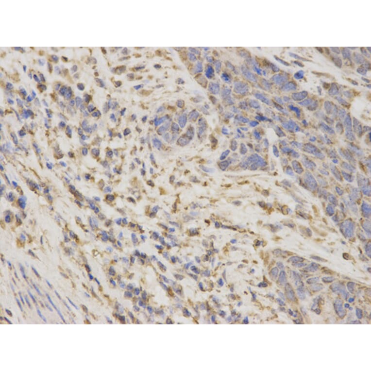 Anti-ARSA Antibody from Bioworld Technology (BS6529) - Antibodies.com