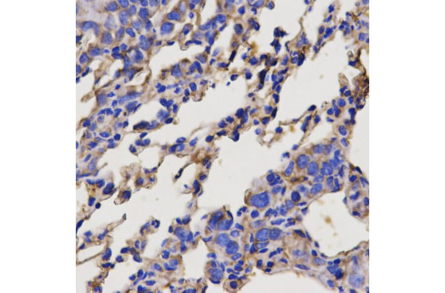 Anti-SERPINC1 Antibody from Bioworld Technology (BS6530) - Antibodies.com