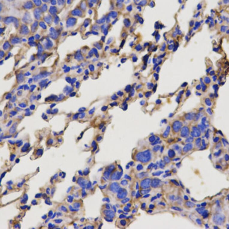 Anti-SERPINC1 Antibody from Bioworld Technology (BS6530) - Antibodies.com