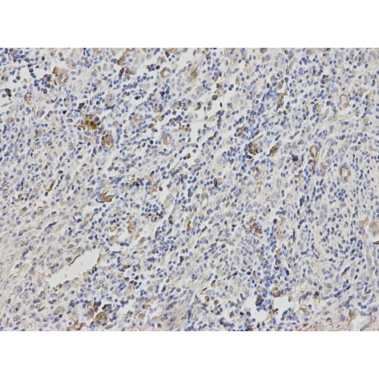 Anti-B2M Antibody from Bioworld Technology (BS6531) - Antibodies.com