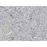 Anti-B2M Antibody from Bioworld Technology (BS6531) - Antibodies.com