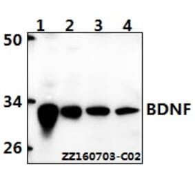 Anti-BDNF Antibody from Bioworld Technology (BS6533) - Antibodies.com