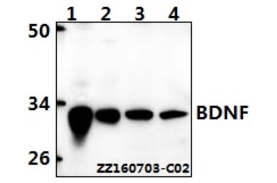 Anti-BDNF Antibody from Bioworld Technology (BS6533) - Antibodies.com