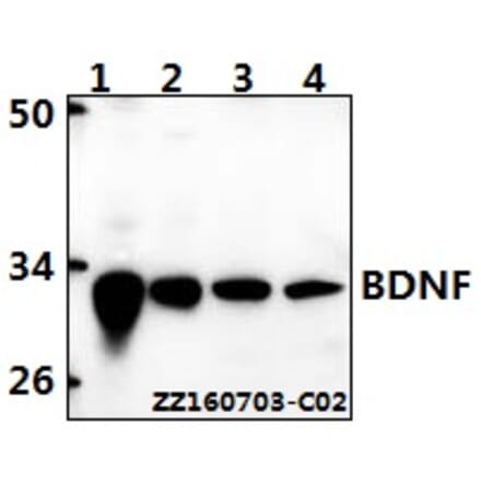 Anti-BDNF Antibody from Bioworld Technology (BS6533) - Antibodies.com