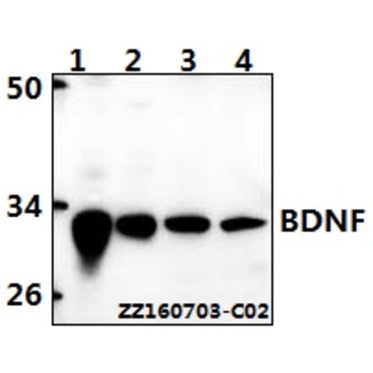 Anti-BDNF Antibody from Bioworld Technology (BS6533) - Antibodies.com