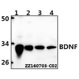 Anti-BDNF Antibody from Bioworld Technology (BS6533) - Antibodies.com