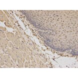 Anti-BDNF Antibody from Bioworld Technology (BS6533) - Antibodies.com
