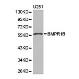 Anti-BMPR1B Antibody from Bioworld Technology (BS6534) - Antibodies.com