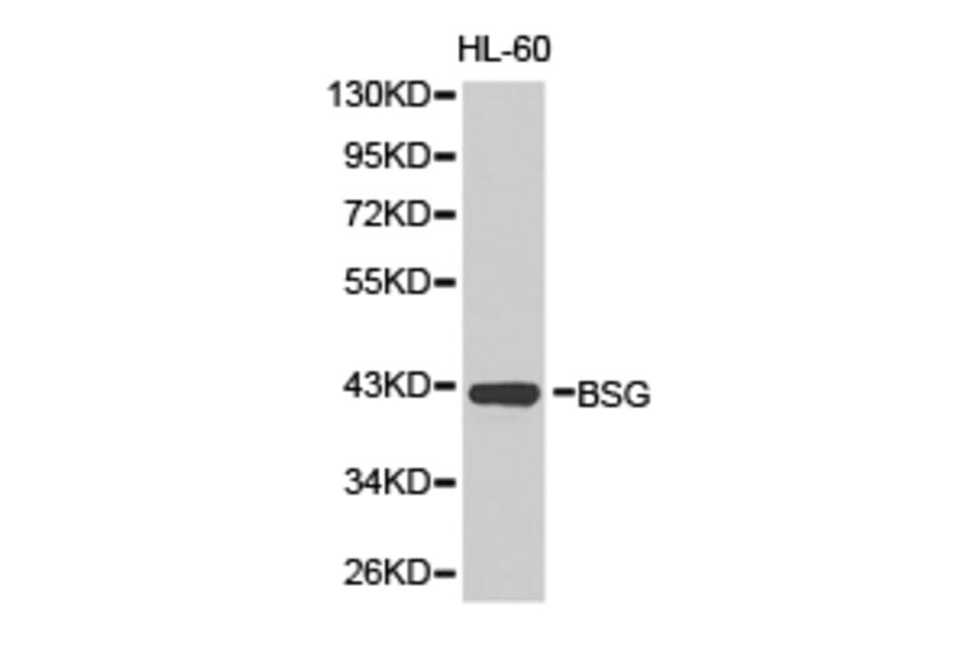 Anti-BSG / EMMPRIN Antibody from Bioworld Technology (BS6536) - Antibodies.com