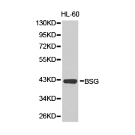 Anti-BSG / EMMPRIN Antibody from Bioworld Technology (BS6536) - Antibodies.com
