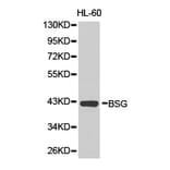 Anti-BSG / EMMPRIN Antibody from Bioworld Technology (BS6536) - Antibodies.com