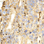 Anti-BSG / EMMPRIN Antibody from Bioworld Technology (BS6536) - Antibodies.com