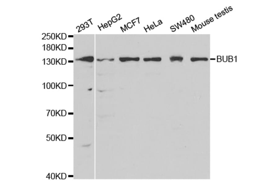 Anti-BUB1 Antibody from Bioworld Technology (BS6538) - Antibodies.com