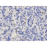 Anti-CAPZA2 Antibody from Bioworld Technology (BS6543) - Antibodies.com