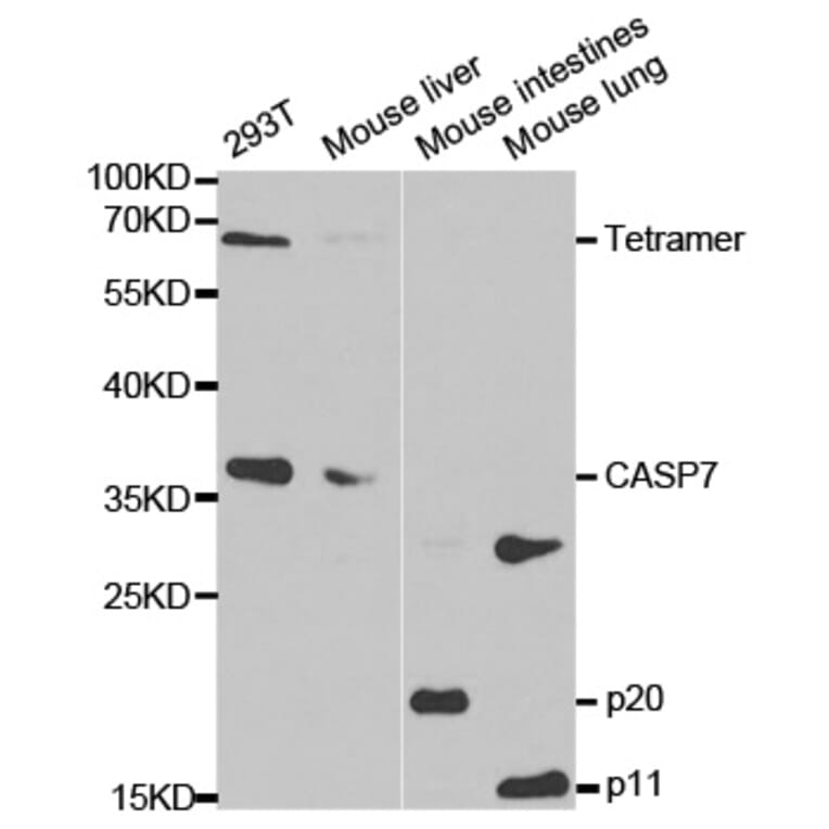 Anti-Caspase 7 Antibody from Bioworld Technology (BS6544) - Antibodies.com