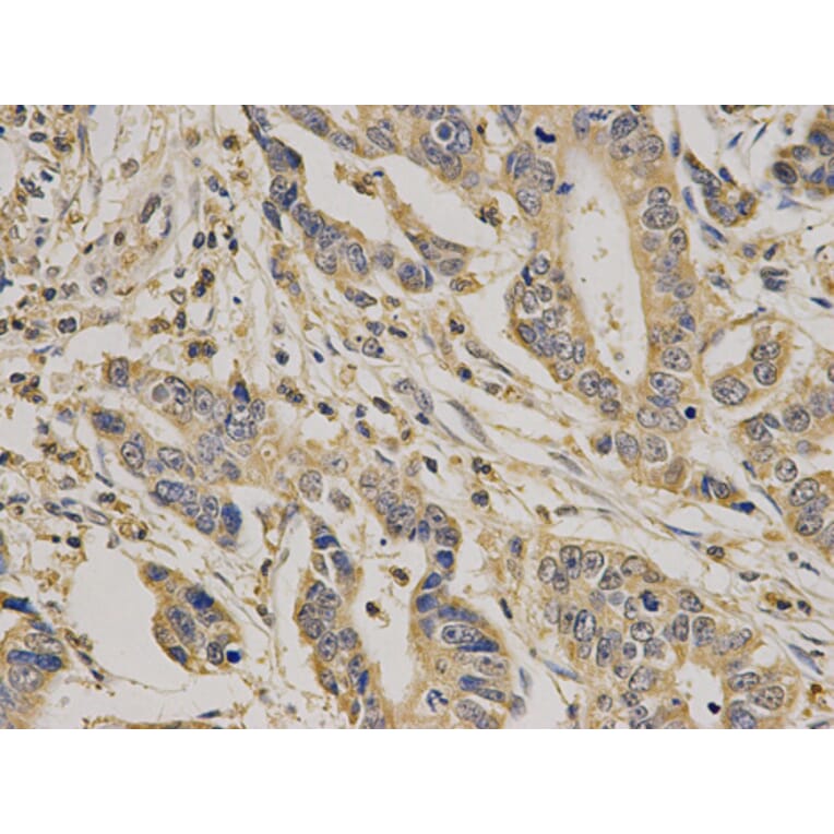 Anti-Caspase 7 Antibody from Bioworld Technology (BS6544) - Antibodies.com