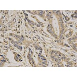 Anti-Caspase 7 Antibody from Bioworld Technology (BS6544) - Antibodies.com