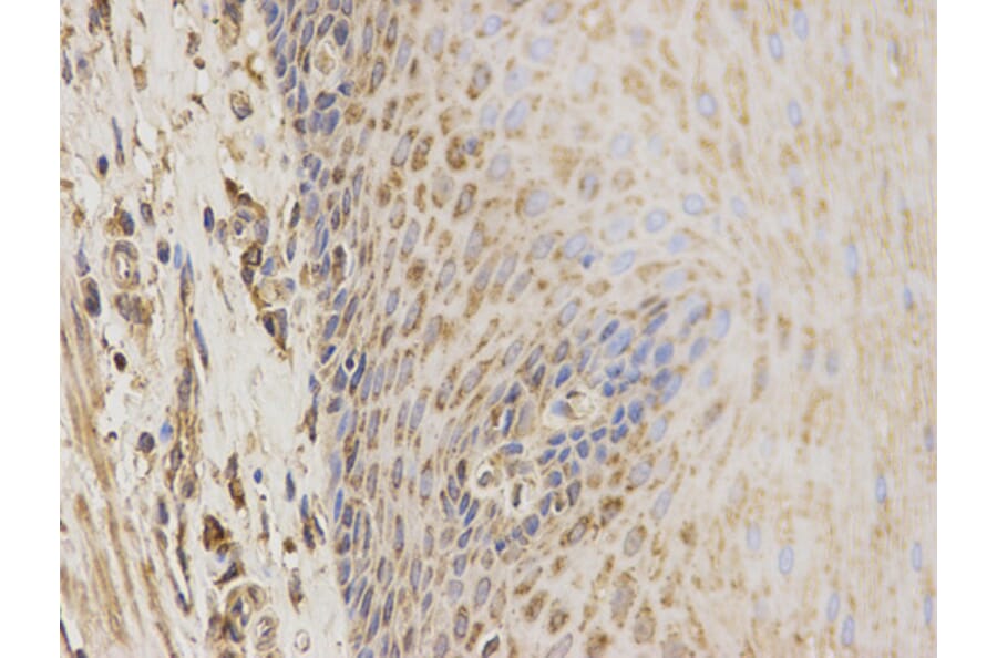 Anti-CBS Antibody from Bioworld Technology (BS6545) - Antibodies.com