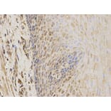 Anti-CBS Antibody from Bioworld Technology (BS6545) - Antibodies.com