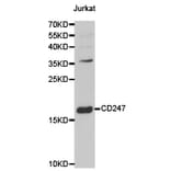 Anti-CD3 ζ Antibody from Bioworld Technology (BS6547) - Antibodies.com
