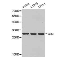 Anti-CD9 Antibody from Bioworld Technology (BS6548) - Antibodies.com