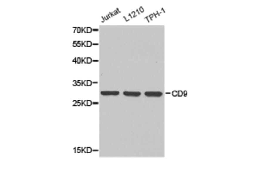 Anti-CD9 Antibody from Bioworld Technology (BS6548) - Antibodies.com