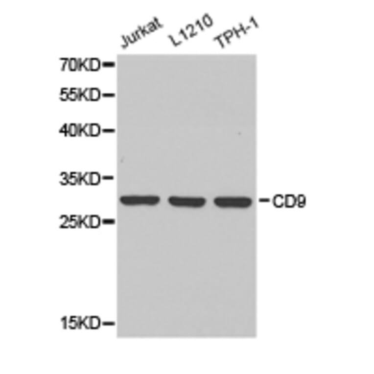 Anti-CD9 Antibody from Bioworld Technology (BS6548) - Antibodies.com
