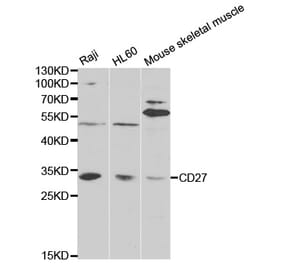 Anti-CD27 Antibody from Bioworld Technology (BS6549) - Antibodies.com