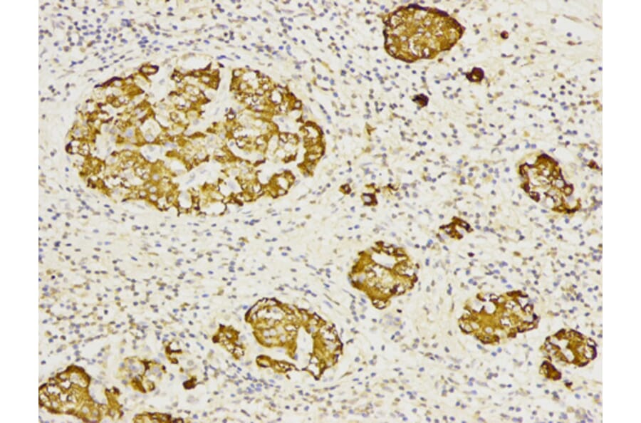 Anti-CD27 Antibody from Bioworld Technology (BS6549) - Antibodies.com