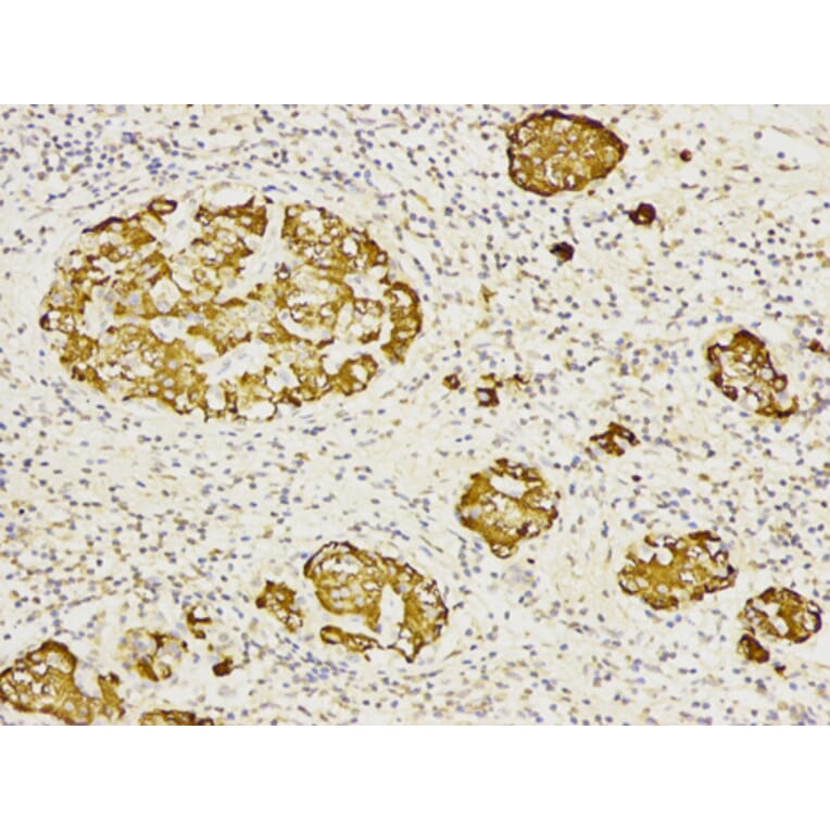 Anti-CD27 Antibody from Bioworld Technology (BS6549) - Antibodies.com