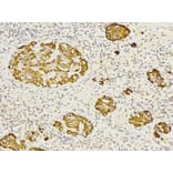 Anti-CD27 Antibody from Bioworld Technology (BS6549) - Antibodies.com