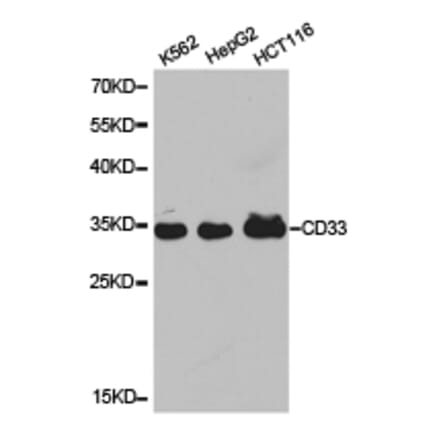 Anti-CD33 Antibody from Bioworld Technology (BS6550) - Antibodies.com