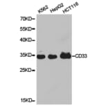 Anti-CD33 Antibody from Bioworld Technology (BS6550) - Antibodies.com