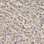 Anti-SCARB1 Antibody from Bioworld Technology (BS6551) - Antibodies.com