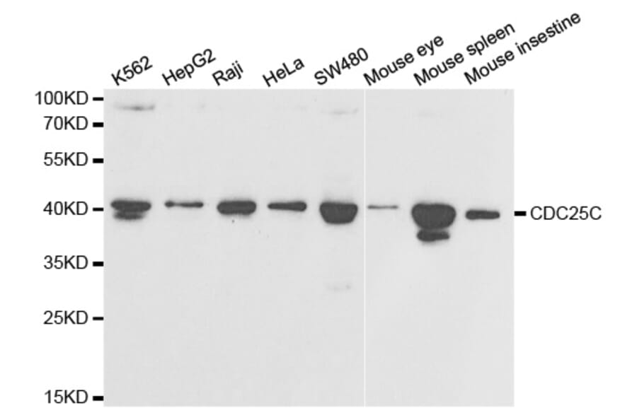 Anti-Cdc25C Antibody from Bioworld Technology (BS6557) - Antibodies.com