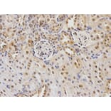 Anti-Cdc25C Antibody from Bioworld Technology (BS6557) - Antibodies.com