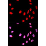 Anti-Cdc25C Antibody from Bioworld Technology (BS6557) - Antibodies.com