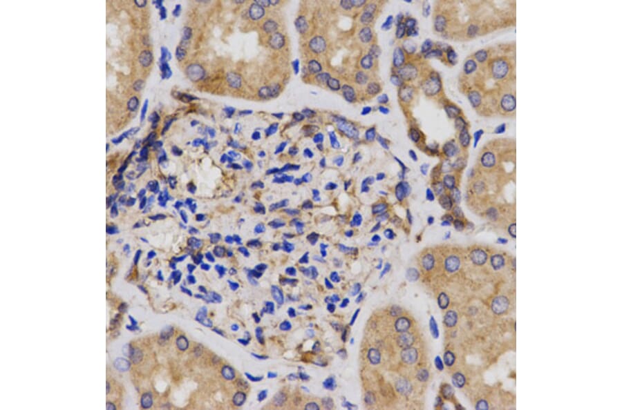 Anti-CDKN3 Antibody from Bioworld Technology (BS6562) - Antibodies.com