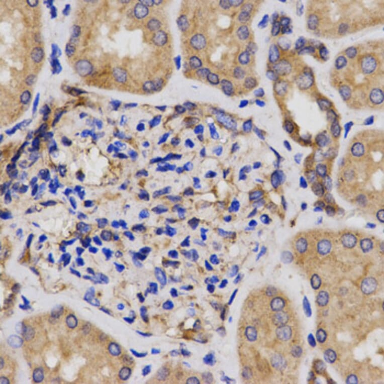 Anti-CDKN3 Antibody from Bioworld Technology (BS6562) - Antibodies.com